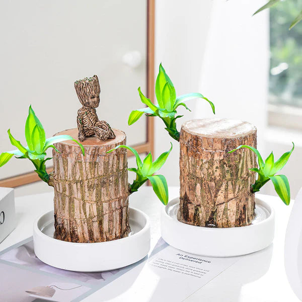 🔥2025 Best Seller🔥-Lucky Brazil Wood Potted Plant🎊