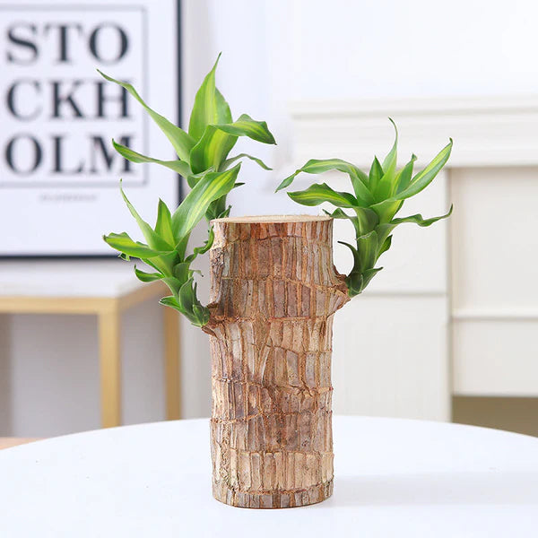 🔥2025 Best Seller🔥-Lucky Brazil Wood Potted Plant🎊